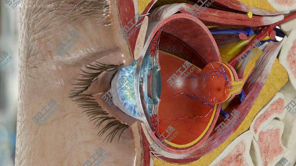 images/goods_img/20210312/3D model Eye Anatomy Cross-Section Right/5.jpg